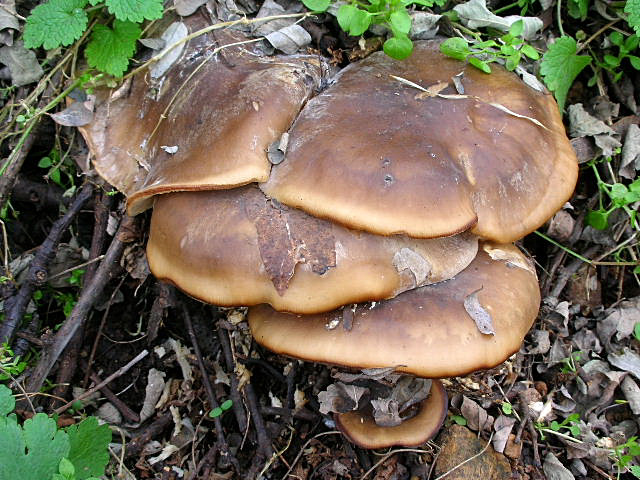 Clitocybe geotropa e Omphalotus olearius